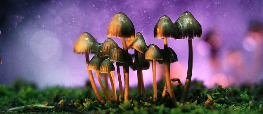 A cluster of psilocybin magic mushrooms growing in nature under purple lighting, symbolizing Denver’s decriminalization of psychedelic mushrooms.