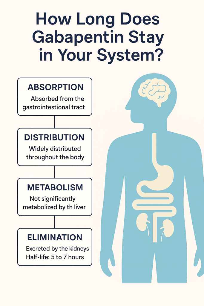 2D digital illustration of gabapentin’s journey through the body, showing absorption, distribution, metabolism, and elimination stages.